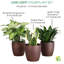 Live Low Light Houseplant Set-70535092