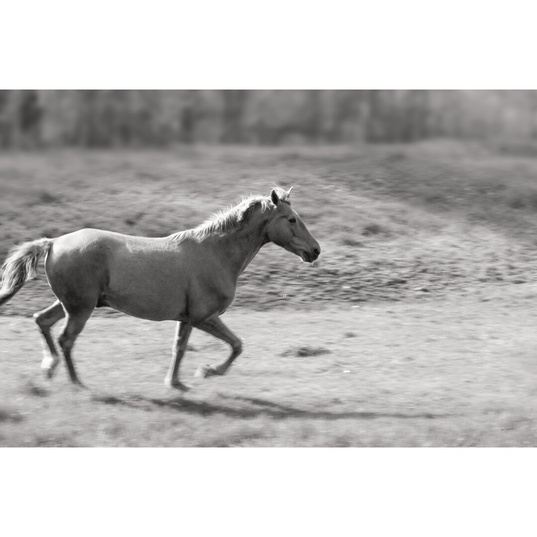 Leinwandbild Pasture Run von Sue Schlabach