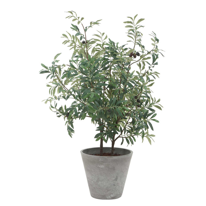 Uttermost Marisol olivier en pot