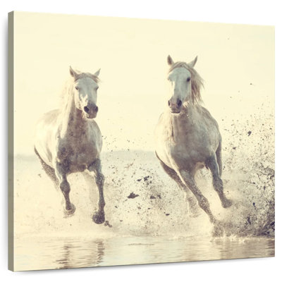 Brampt, chevaux français blancs