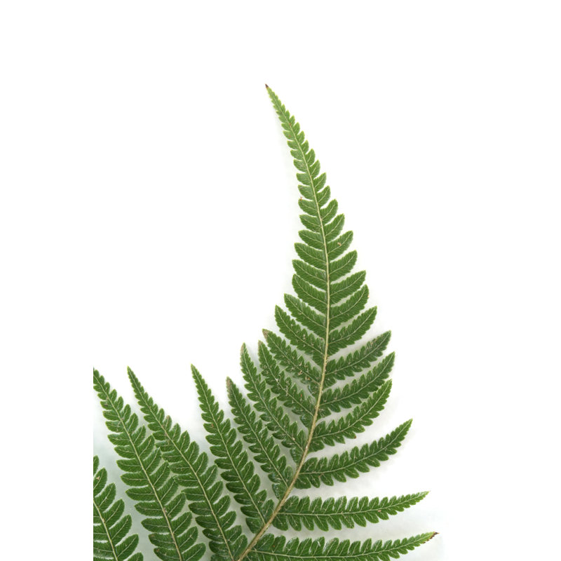 Fern Frond par Peterjseager, H 18 po x l 12 po
