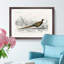 Pheasant Illustration by Charles D' Orbigny - Framed Print-55583017-55583018