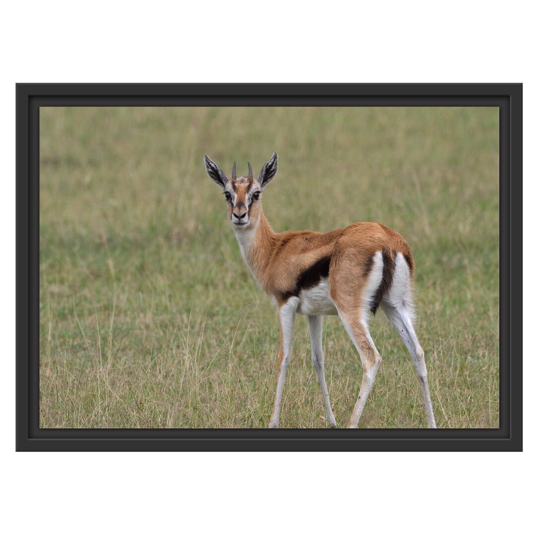 Gerahmtes Wandbild prächtige Gazelle auf Wiese