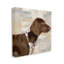Portrait d'un chien pointeur regardant, Keri Rodgers-69574675-69574679