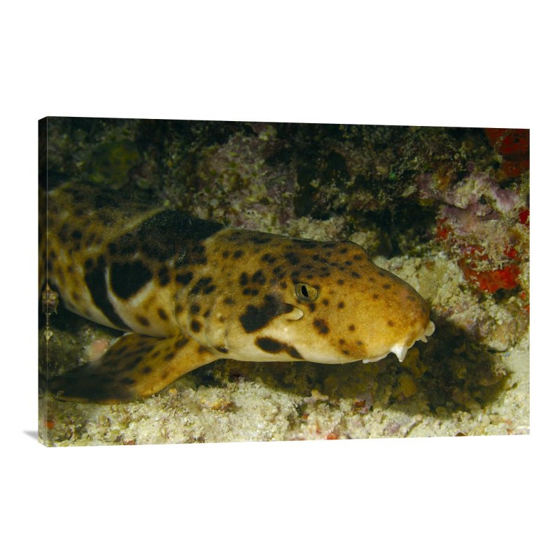 " Epaulette Shark Portrait Underwater ", 20" H x 30" W x 1.5" D