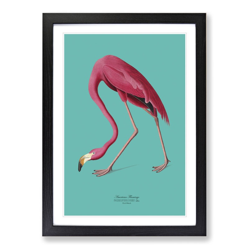 Flamingo in Teal by John James Audubon - Picture Frame Graphic Art on MDF, Black Framed, 90cm H x 65cm W x 2cm D