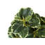Plante Martinez 14 po