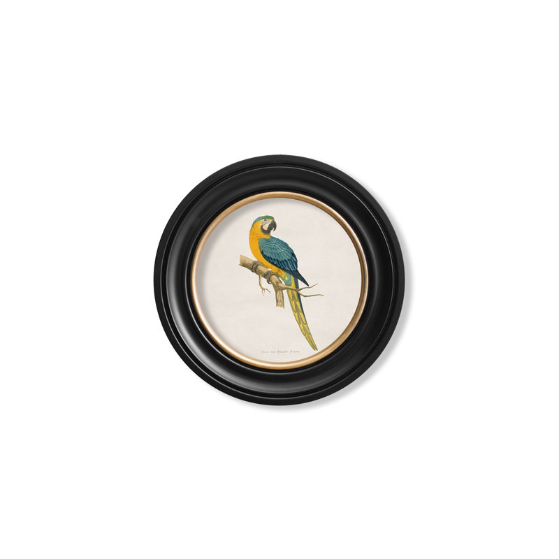 Blue & Yellow Macaw by Mid-1800s - Single Picture Frame Print on Archival Matt 230gsm Paper, Beige
