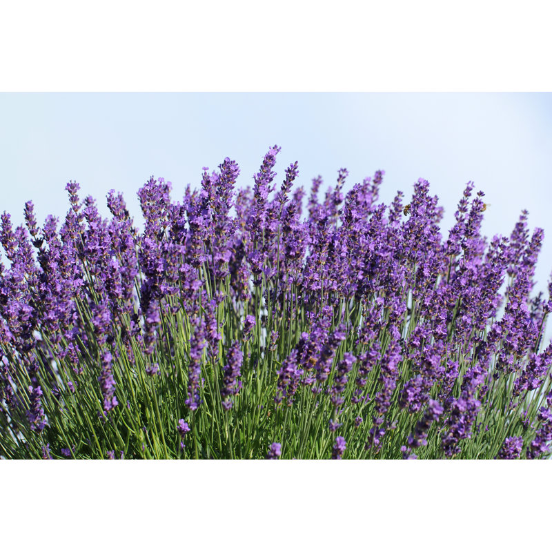 Fresh Lavender Flowers by BasieB - Wrapped Canvas Print, 81cm H x 122cm W