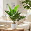Faux arbre parasol Schefflera avec pot de fleurs