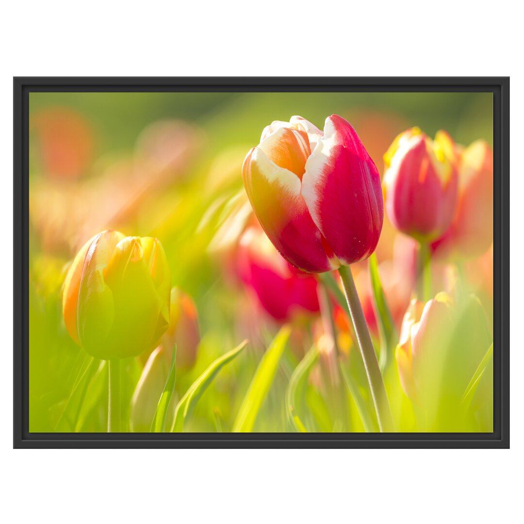 Gerahmtes Wandbild Blühende rote Tulpen