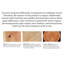 Bureau traditionnel en bois d'hévéa avec tiroirs-155070084