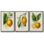 Citron français I 3 pièces-97795857-97795862