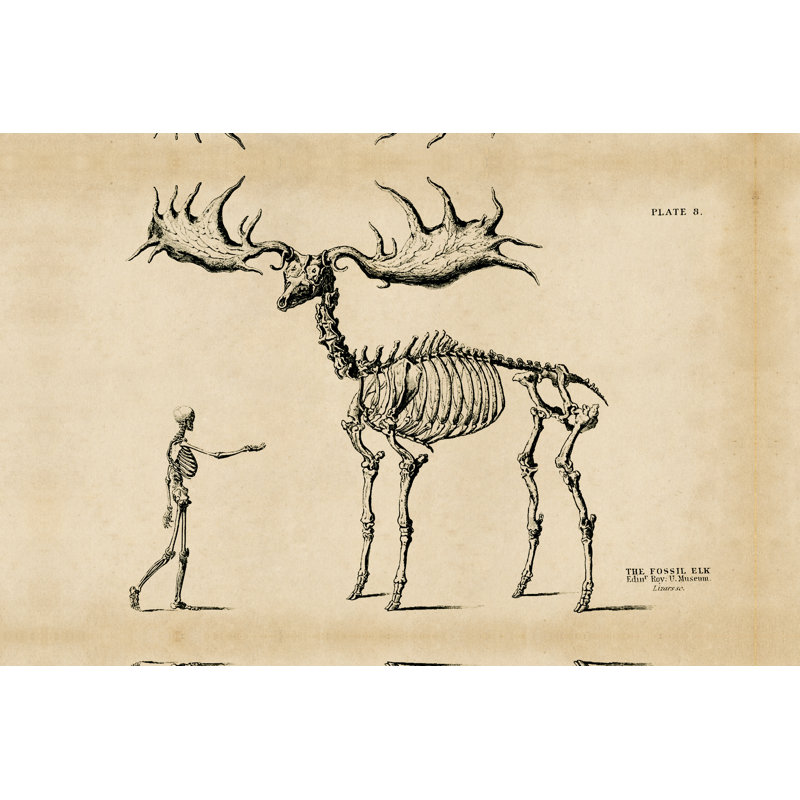 Fossil Elk Friend - Wrapped Canvas Print, 20cm H x 30cm W x 3.8cm D
