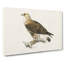 Rough-Legged Hawk by Von Wright - Wrapped Canvas-55323316