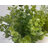 Faux Plants 10" Faux Plant in Pot