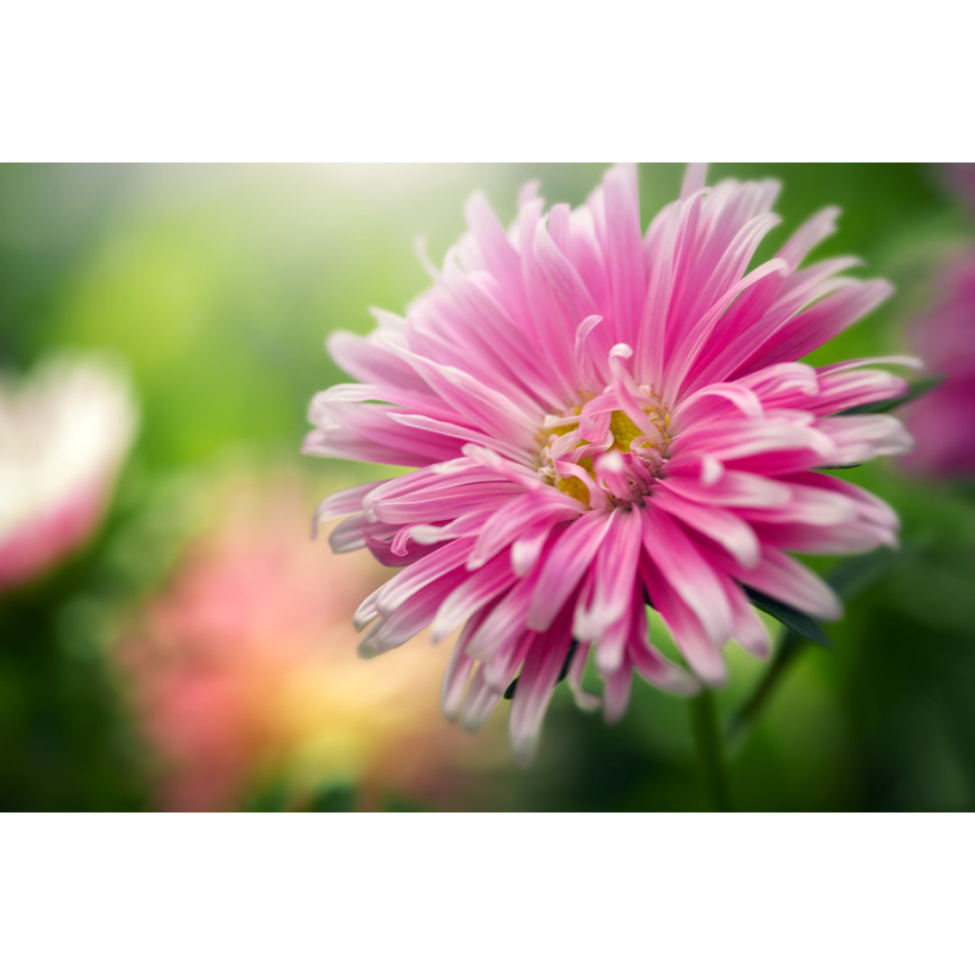 Leinwandbild Aster Flower