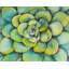 Ensemble de 4 napperons en polyester aquarelle