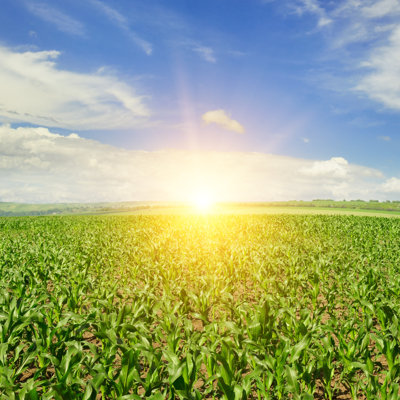 «Sun Rising over Cornfield» par Alinamd - photographie sur toile tendue