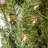 3.5' Pre-Lit Pine Christmas Tree