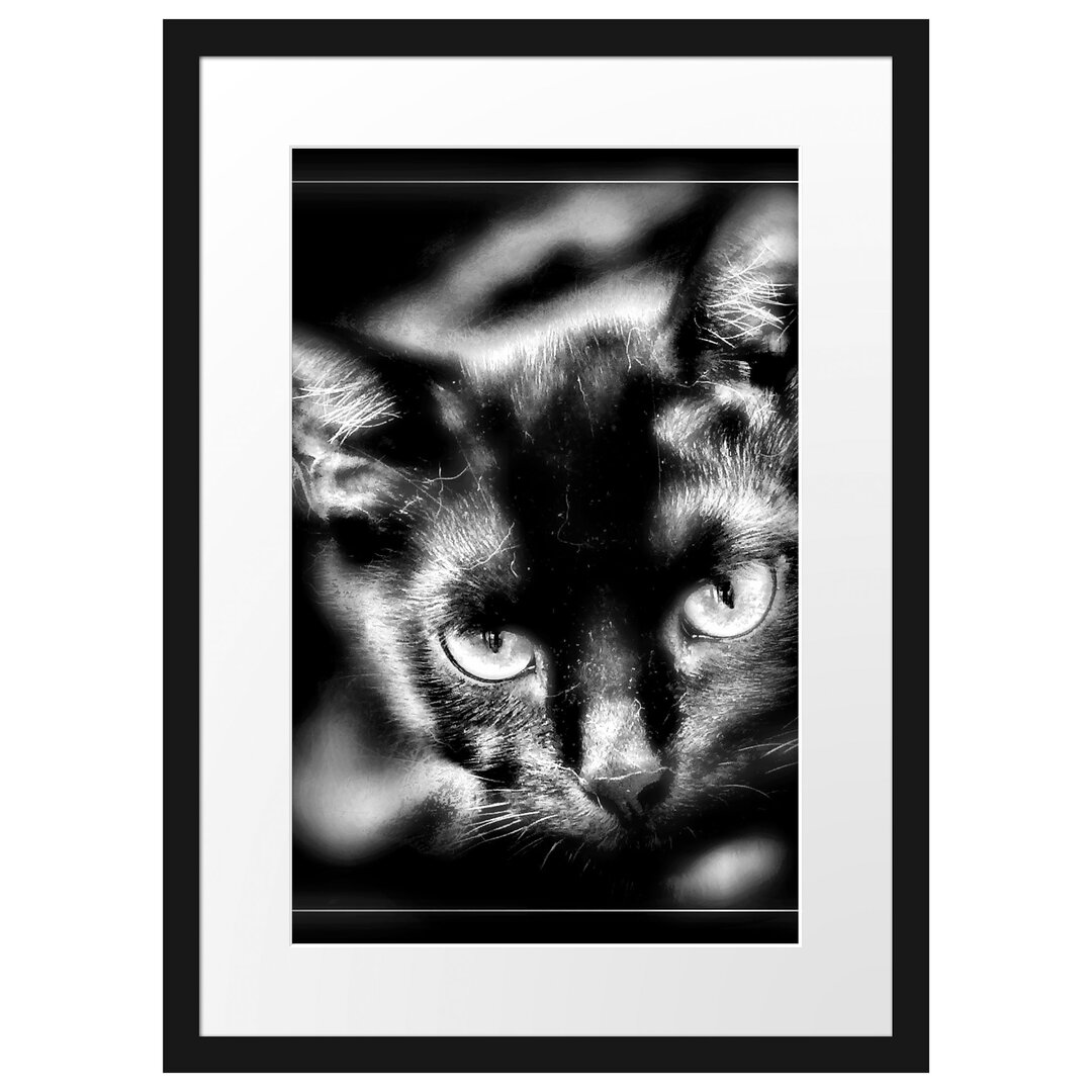 Gerahmtes Poster Schöne schwarze Katze