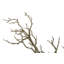 Bonsaï au sol Twig-63434188