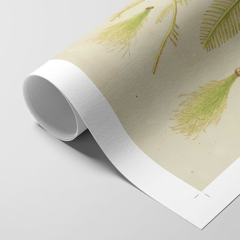 Herbe de mer rétro VI - impression sur toile seulement - non encadrée, H 12 po x l 8 po
