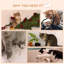 Perchoir pour chat 13,75 po Decarvalho