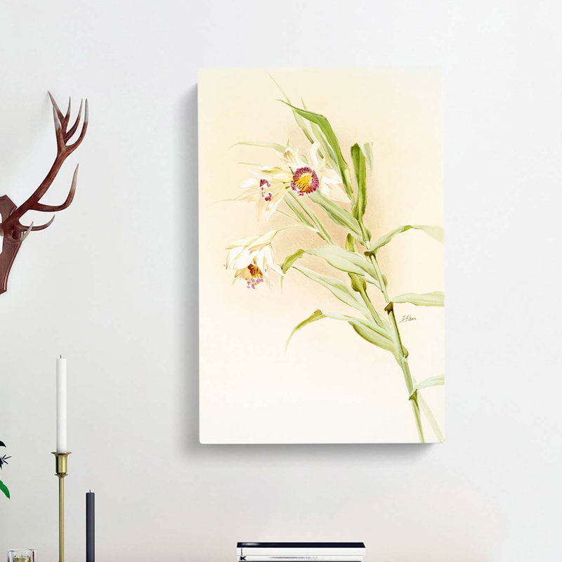 Magnolia Flowers Illustration Tab. 82 by Frederick Sander - Wrapped Canvas Print, 91cm H x 60cm W x 3cm D