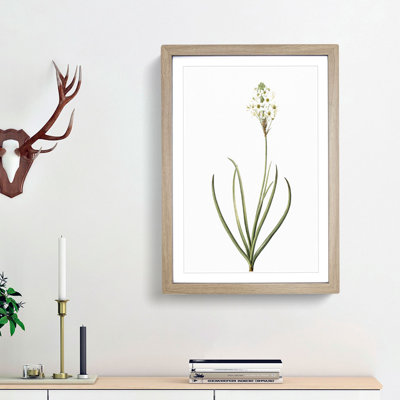 Arabian Starflower by Pierre-Joseph Redoute - Single Picture Frame Painting