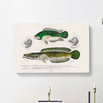 Green Fish Illustrations by Charles D' Orbigny - Wrapped Canvas
