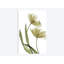 «X-Ray Tulip I», reproduction sur toile-32560757-72138815-72138819