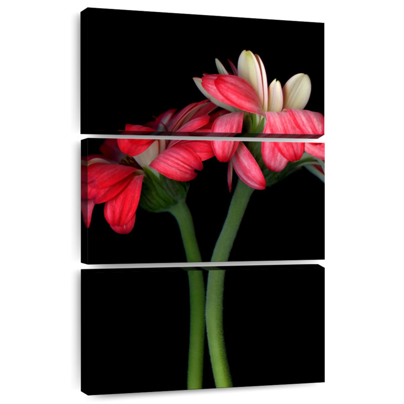 Harnek Gerbera II, H 32 po x l 20 po