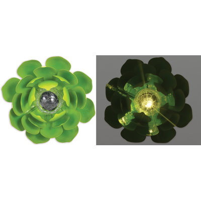 Plante grasse solaire Knight