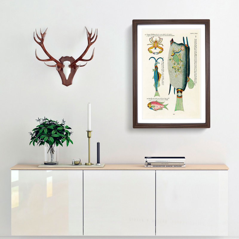 East Indies Fish & Crab Illustrations XXVII by Louis Renard - Picture Frame Painting Print, 65cm H x 48cm W x 2cm D