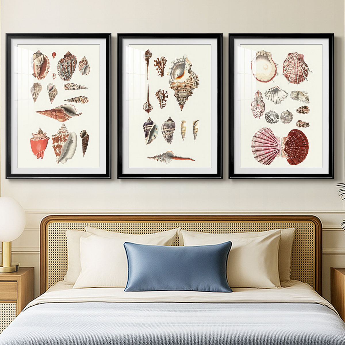 Framed Shell Collection Wildon Home® Shell Collection IV -Custom Framed Premium Print W Matt ...