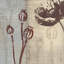 «Chocolate Poppy», impression sur toile tendue-20831409-73087393-73087394