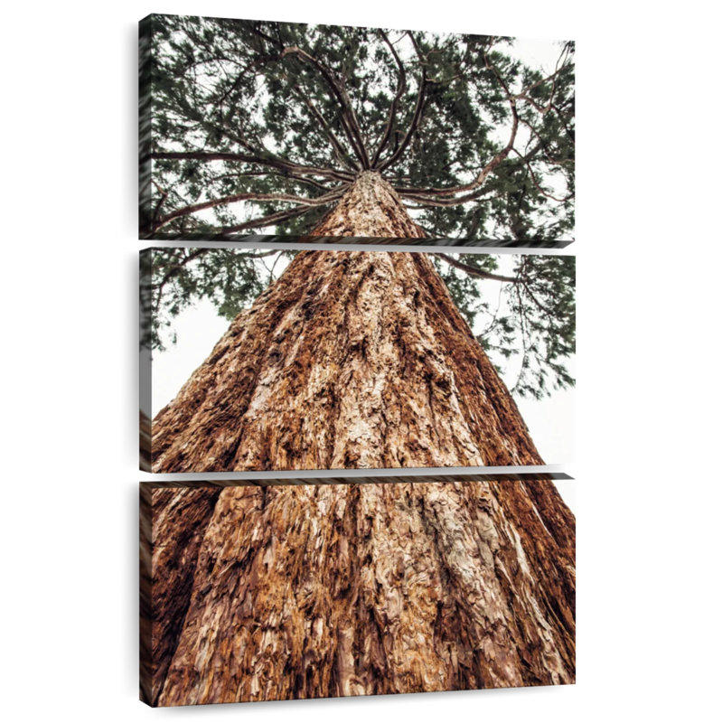 Harnek Sierra Redwood, 38" H x 24" W