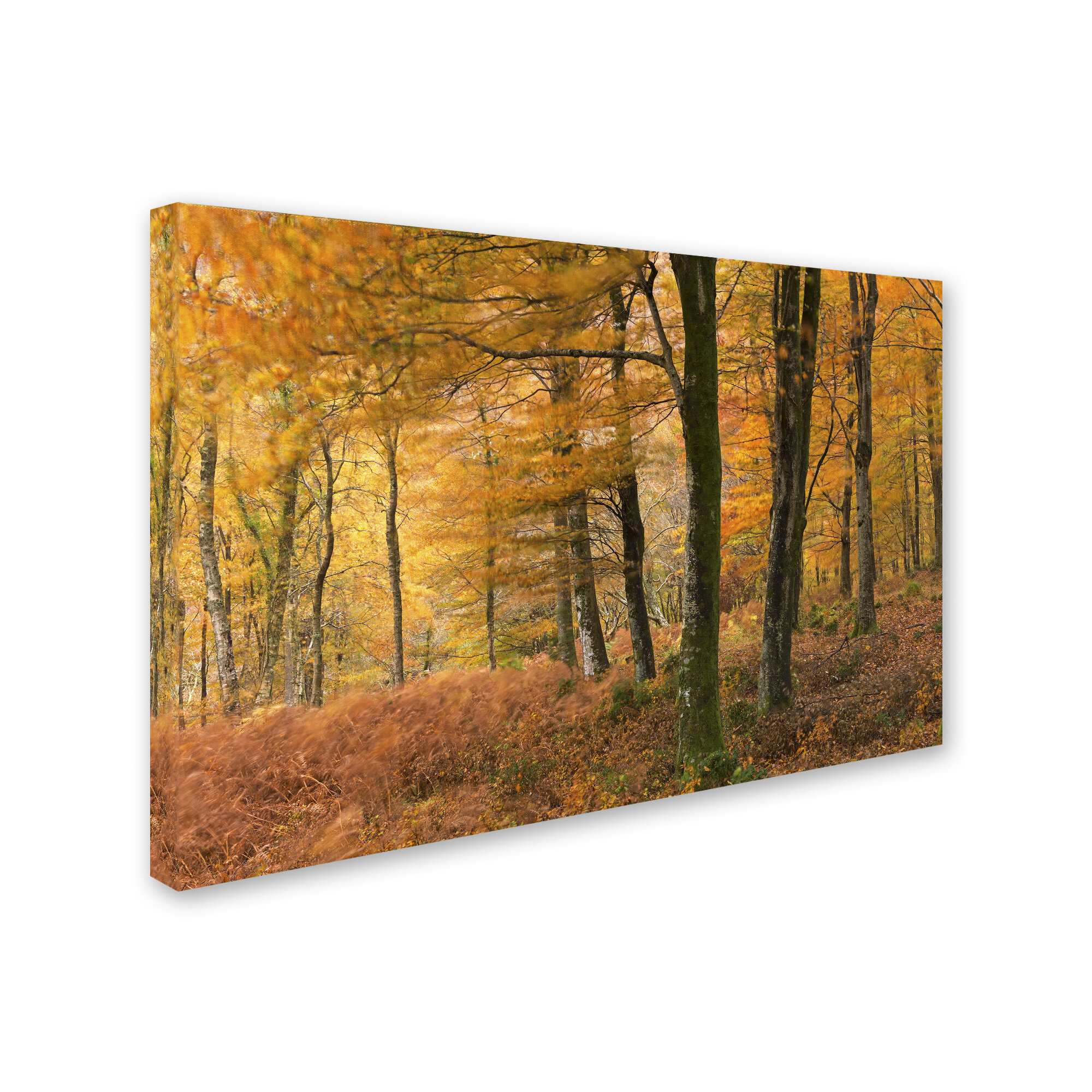 Trademark Art Adam Burton Autumn Winds On Canvas by Adam Burton