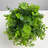 7.5 Inch Boxwood Ball No Pot Included