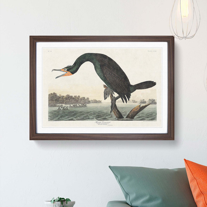 Florida Cormorant Bird by John Audubon - Picture Frame Painting Print, 27cm H x 36cm W x 2cm D, Walnut Framed