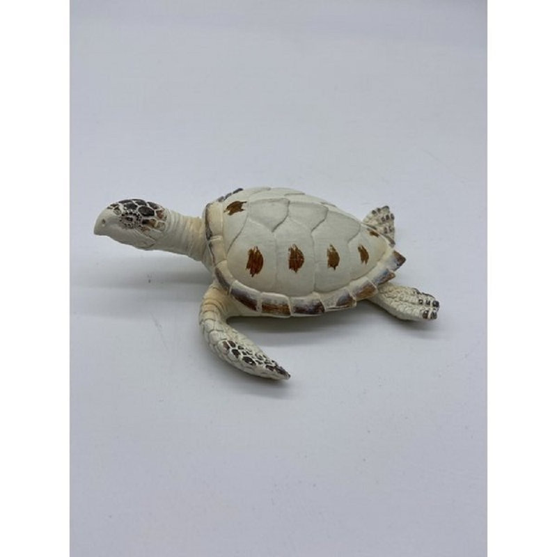 Tortue Penn, H 0,5 po x l 5,5 po x P 4 po