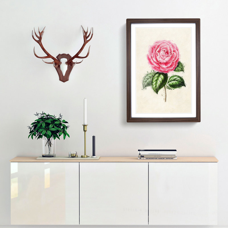 Illustration of a Pink Garden Rose - Picture Frame Painting Print, Walnut Framed, 65cm H x 48cm W x 2cm D