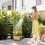 Jardinière en bois avec treillis Raised Garden-60475031