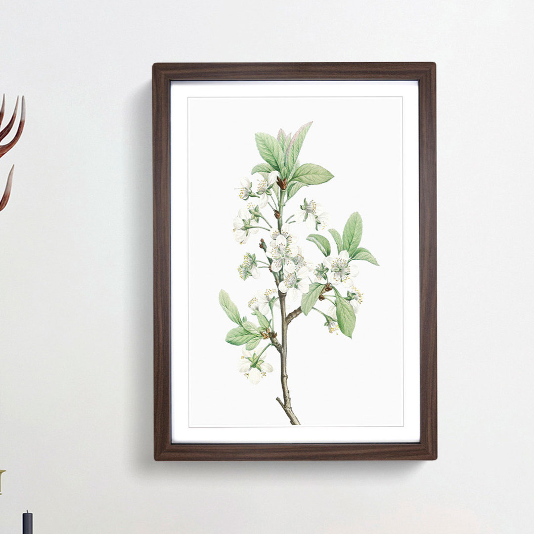 Plum Tree Flowers by Pierre-Joseph Redoute - Picture Frame Painting Print