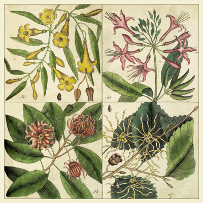 Catesby Botanical Quadrant I by Mark Catesby - Wrapped Canvas Painting