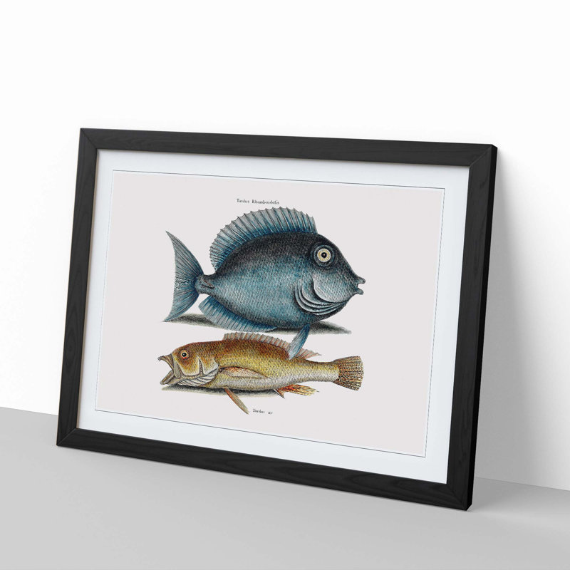 Tang Fish & Yellow Fish by Mark Catesby - Picture Frame Graphic Art Print, 27cm H x 36cm W x 2cm D, Black Framed