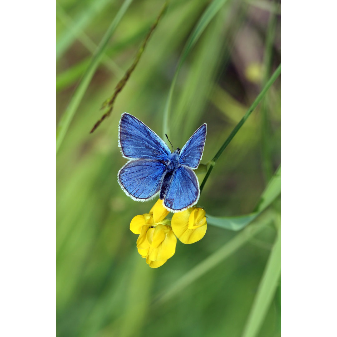 Schmetterling - Foto ohne Rahmen auf Leinwand