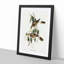 Luteous Honeyeaters by Elizabeth Gould - Picture Frame Painting Print-55577521-55577519