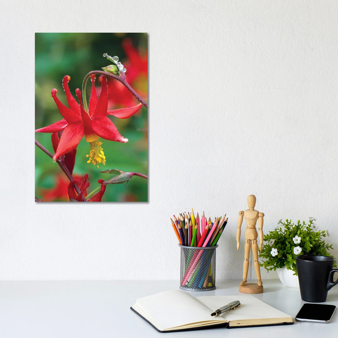 Wild Columbine With Drops Of Dew, North America by Tim Fitzharris - Wrapped Canvas Gallery-Wrapped Canvas Giclée